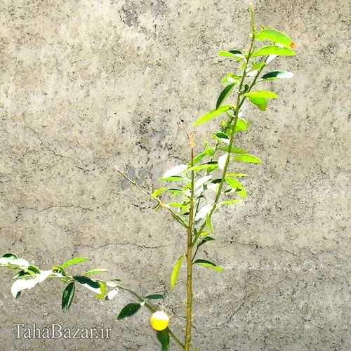 نهال لیمو شیرازی 50 سانتی متری