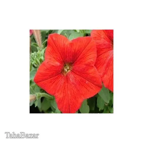 پاکبان بذراصفهان بذر اطلسي ايراني، قرمز روشن، گل درشت