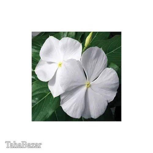 پاکبان بذراصفهان بذر گل پریوش سفید