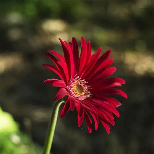 پاکبان بذراصفهان بذر گل ستاره اي (شاه اشرفی) پا متوسط قرمز